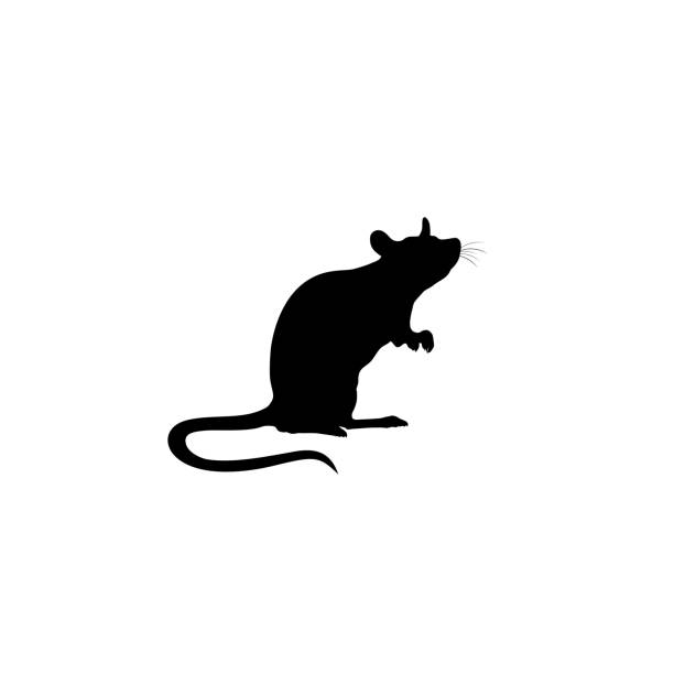 Rats