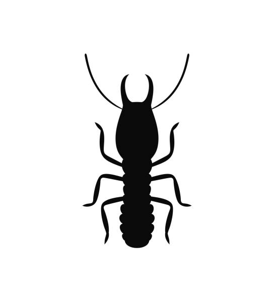 Termites