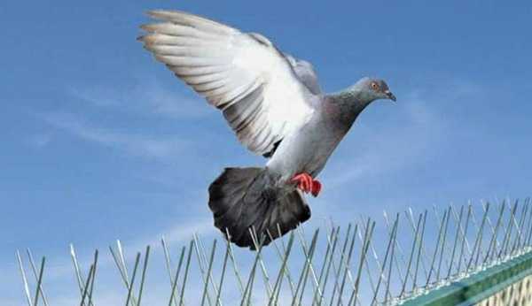 Bird Pro Solutions