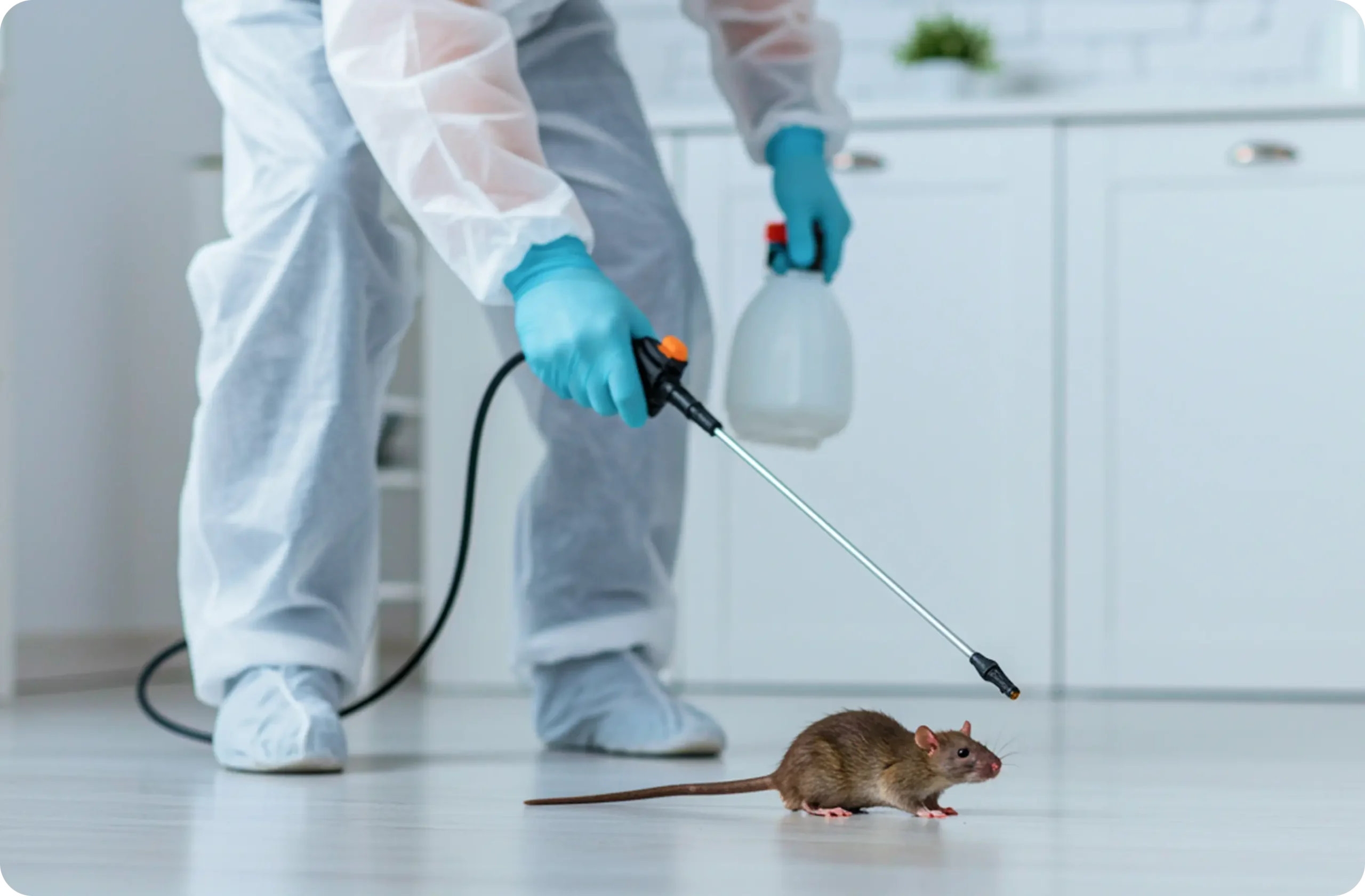 Rodent Control