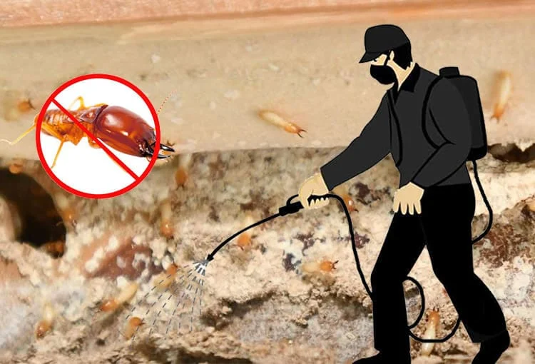 Termite Control