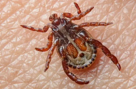 Ticks & Flea Control
