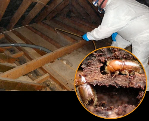 Wood Borer Control